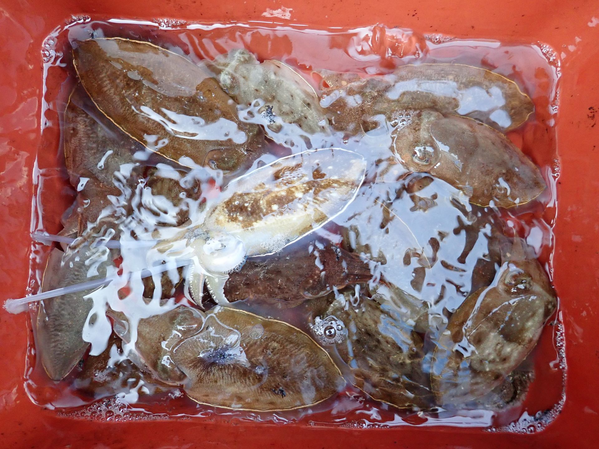 2019년09월23일 주꾸미출조