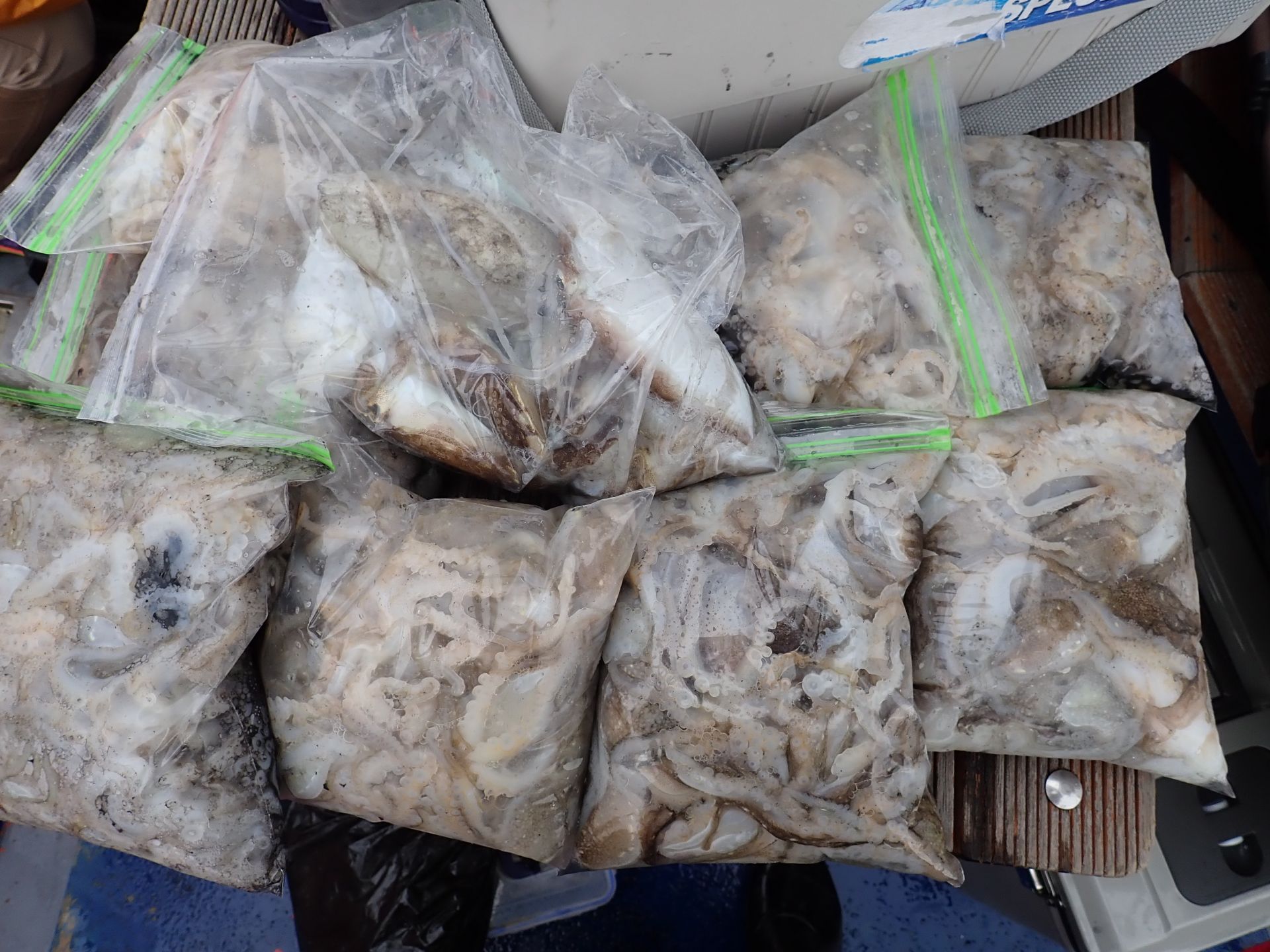 2019년09월14일 주꾸미출조