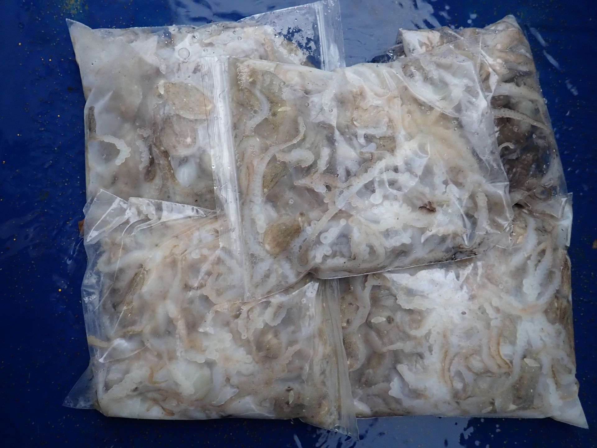 2019년09월05일 주꾸미출조