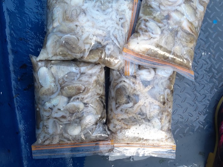 해상1호 주꾸미출조