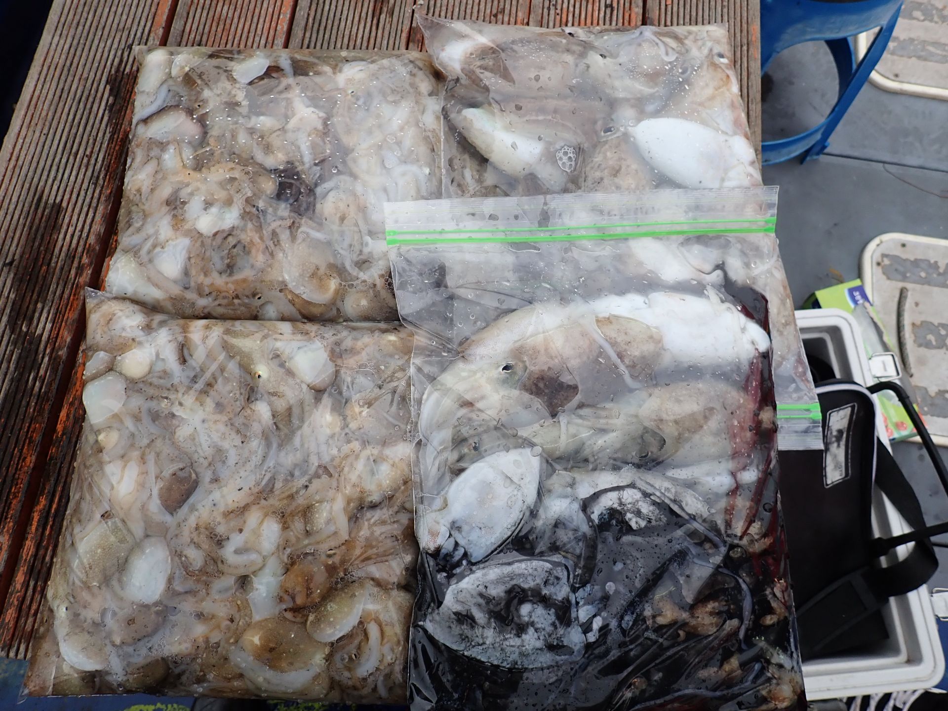 2019년09월25일 주꾸미출조