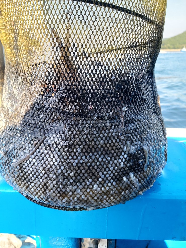 해상1호 09월24일 주꾸미출조