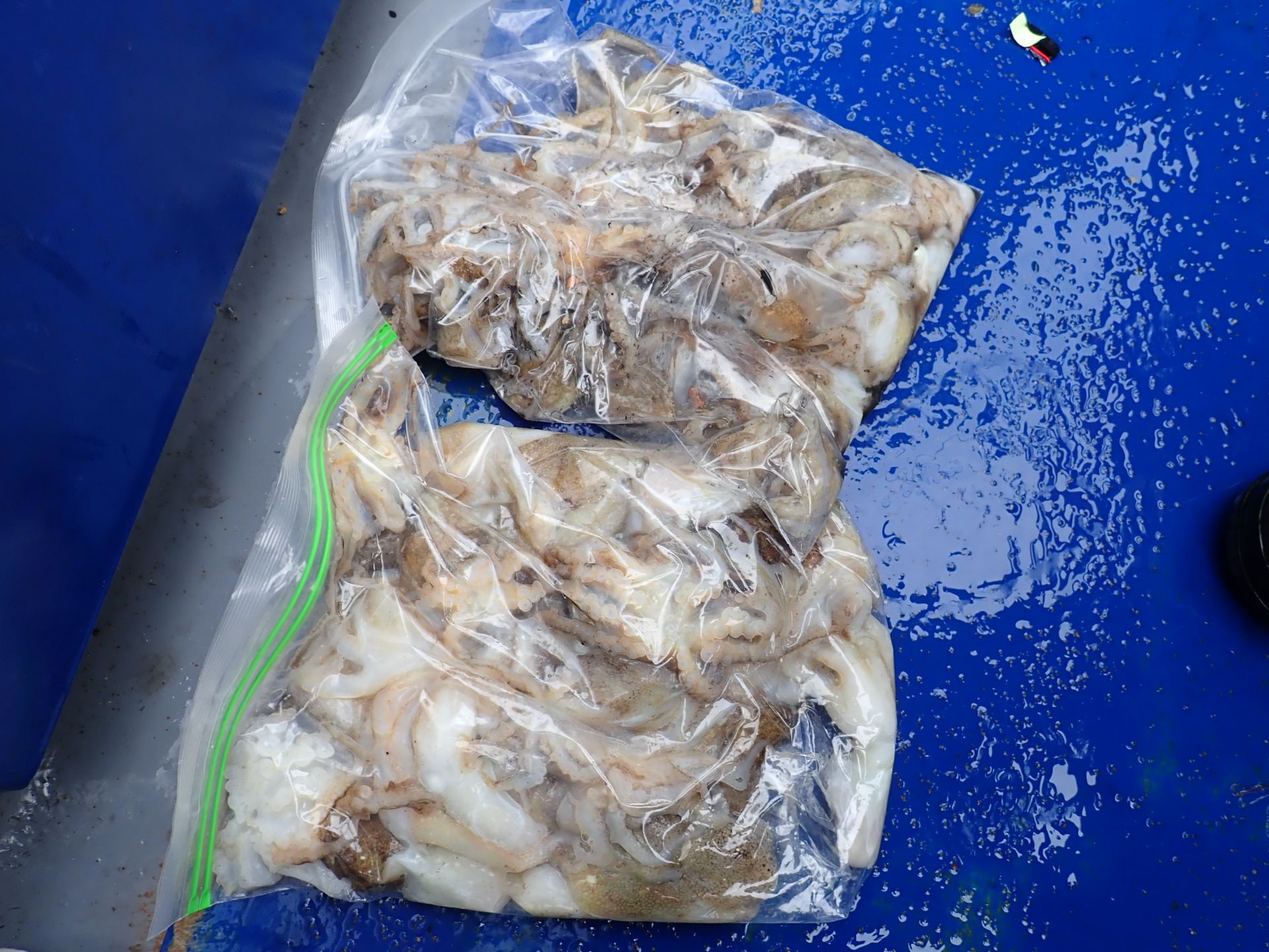 2019년09월09일 주꾸미출조