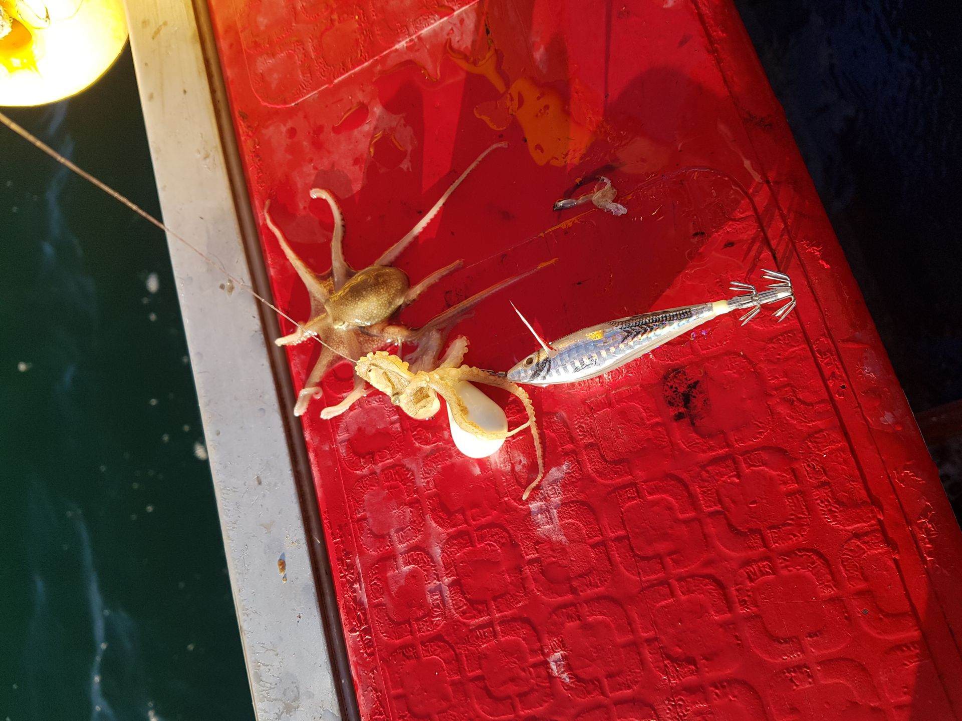 2019년09원01일 주꾸미출조