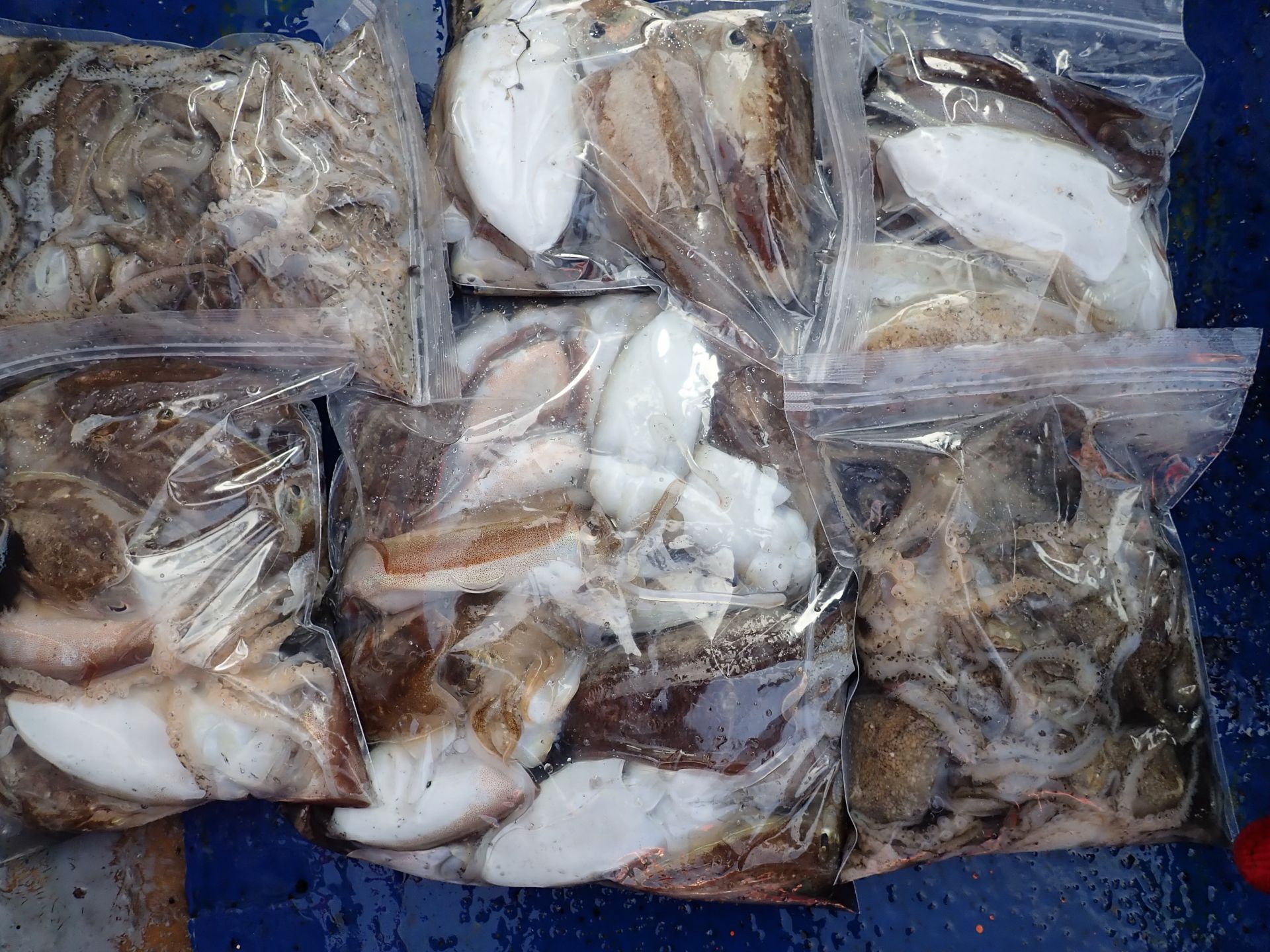 2019년09월28일 주꾸미출조