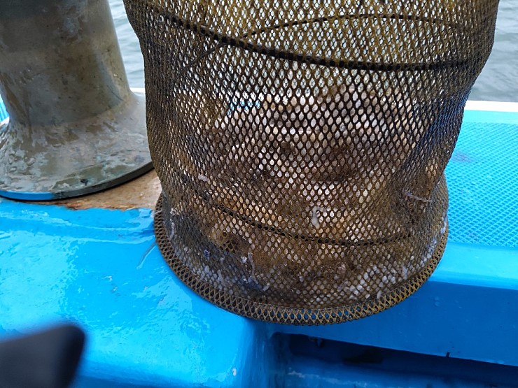 ■■ 해상1호 ■■ 2019.9.9일 쭈꾸미 조황