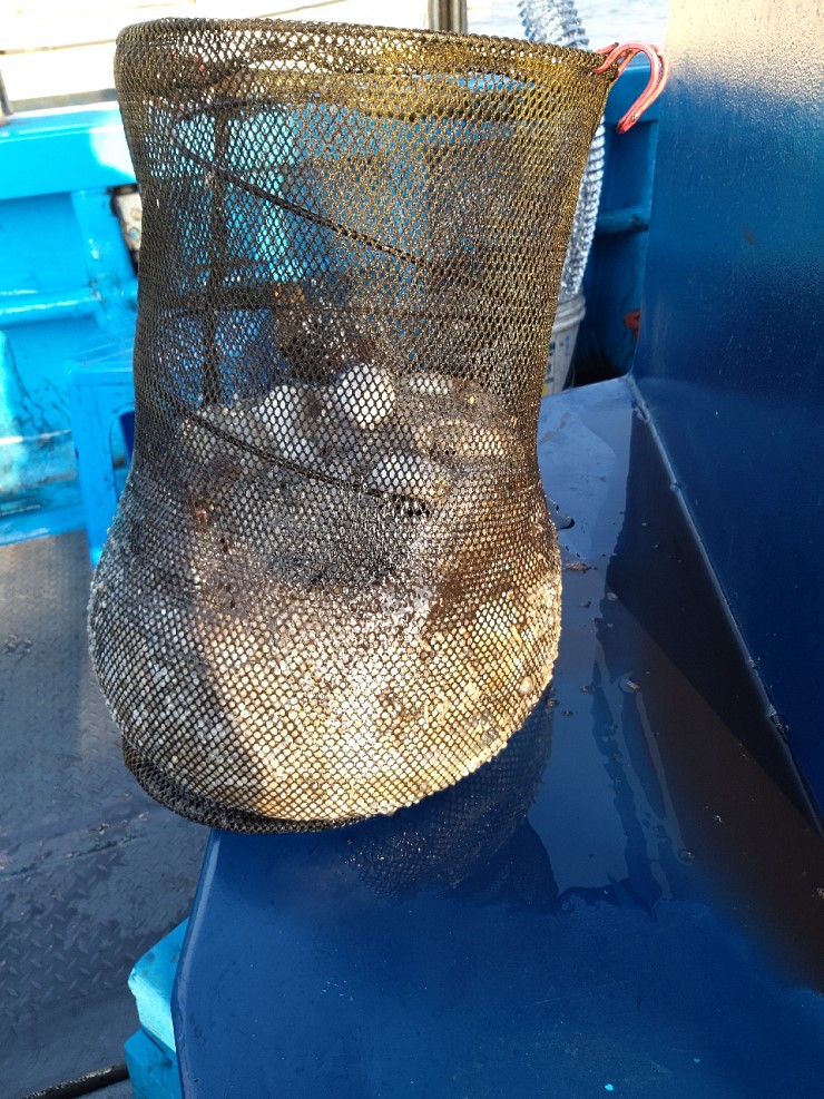 해상1호 10월20일 주꾸미출조