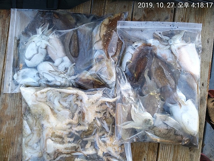 해상1호 10월27일 주꾸미출조