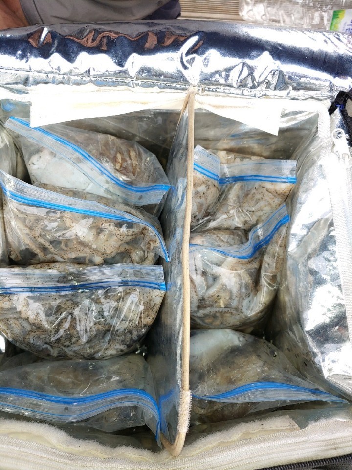 라이트호 10월06일 주꾸미출조