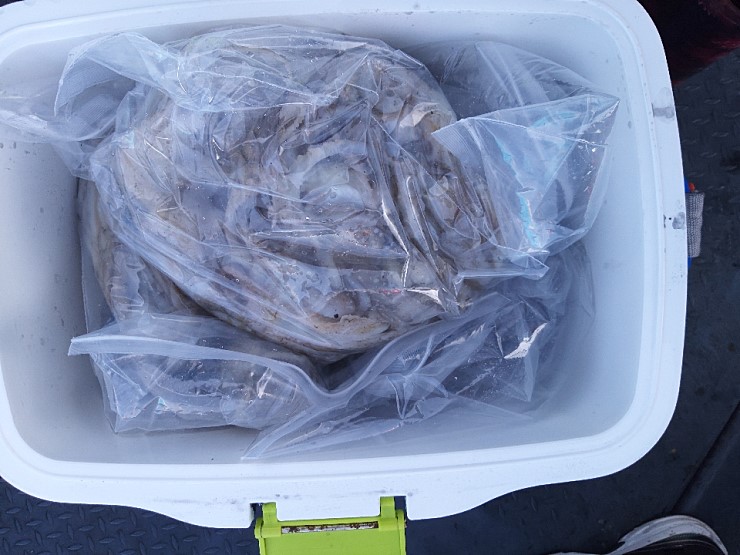 해상1호 10월13일 주꾸미출조