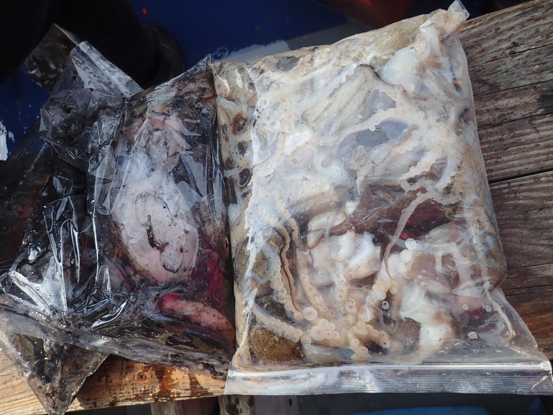 2019년10월26일 주꾸미출조