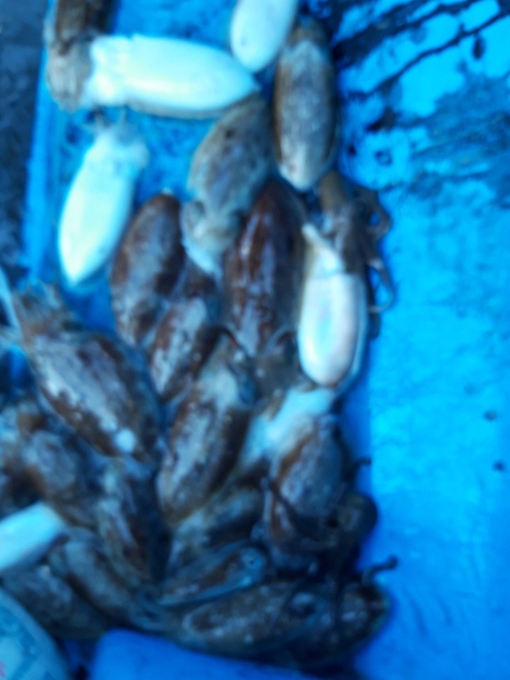 해상1호 10월12일 주꾸미출조