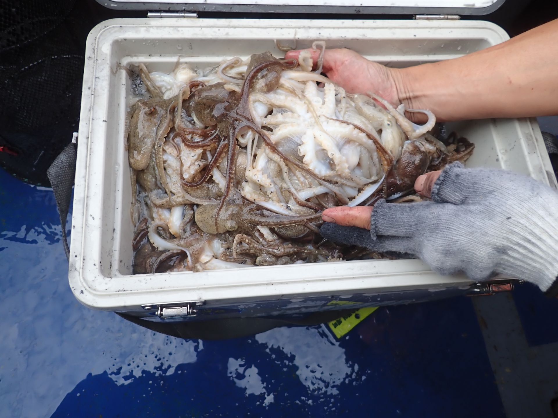 2019년10월18일 주꾸미출조