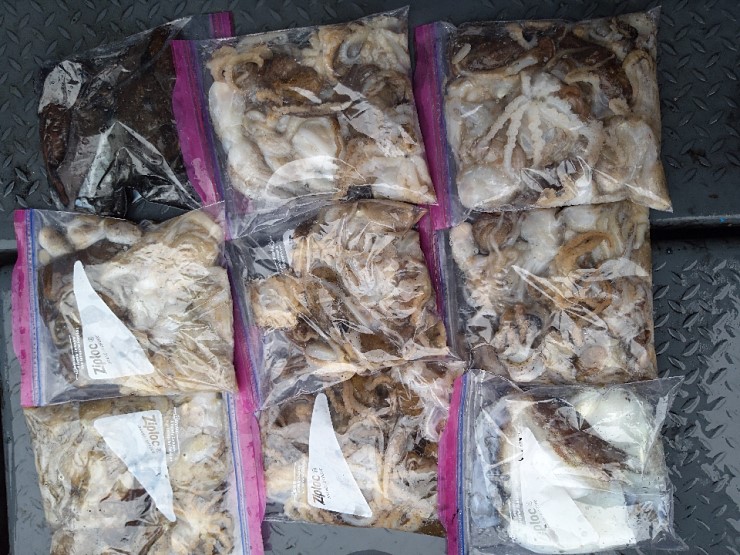 해상1호 10월23일 주꾸미출조