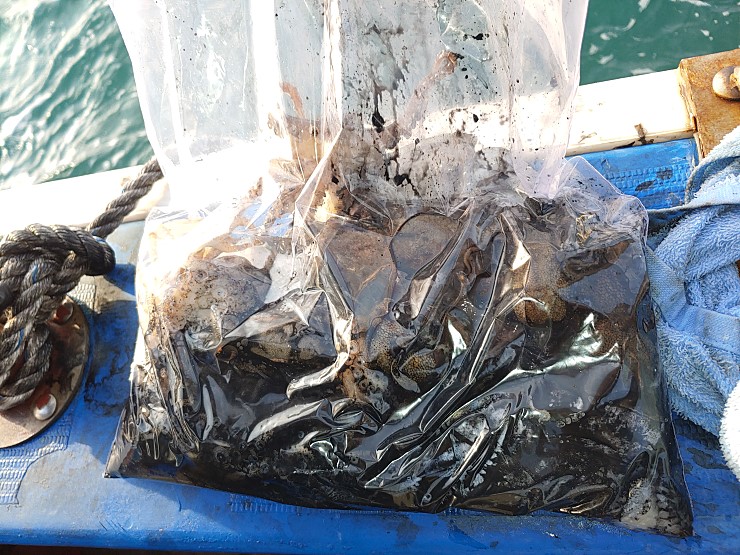 라이트호 10월26일 주꾸미출조