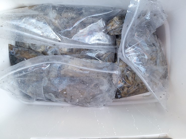 해상1호 10월08일 주꾸미출조