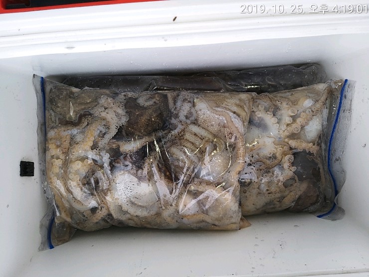 해상1호 10월25일 주꾸미출조