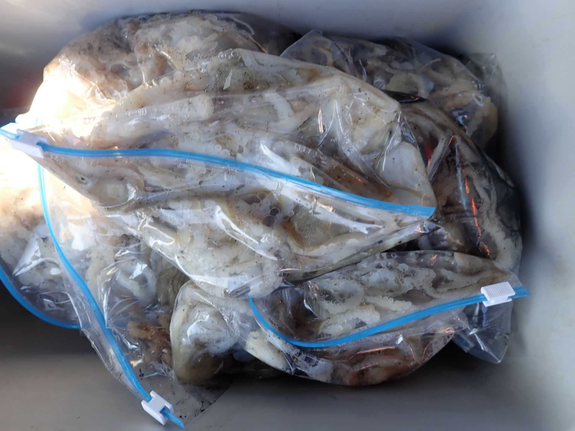 2019년10월08일 주꾸미출조