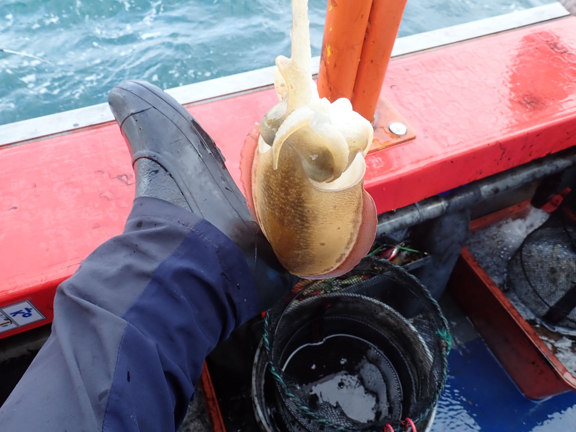 2019년10월25일 주꾸미출조