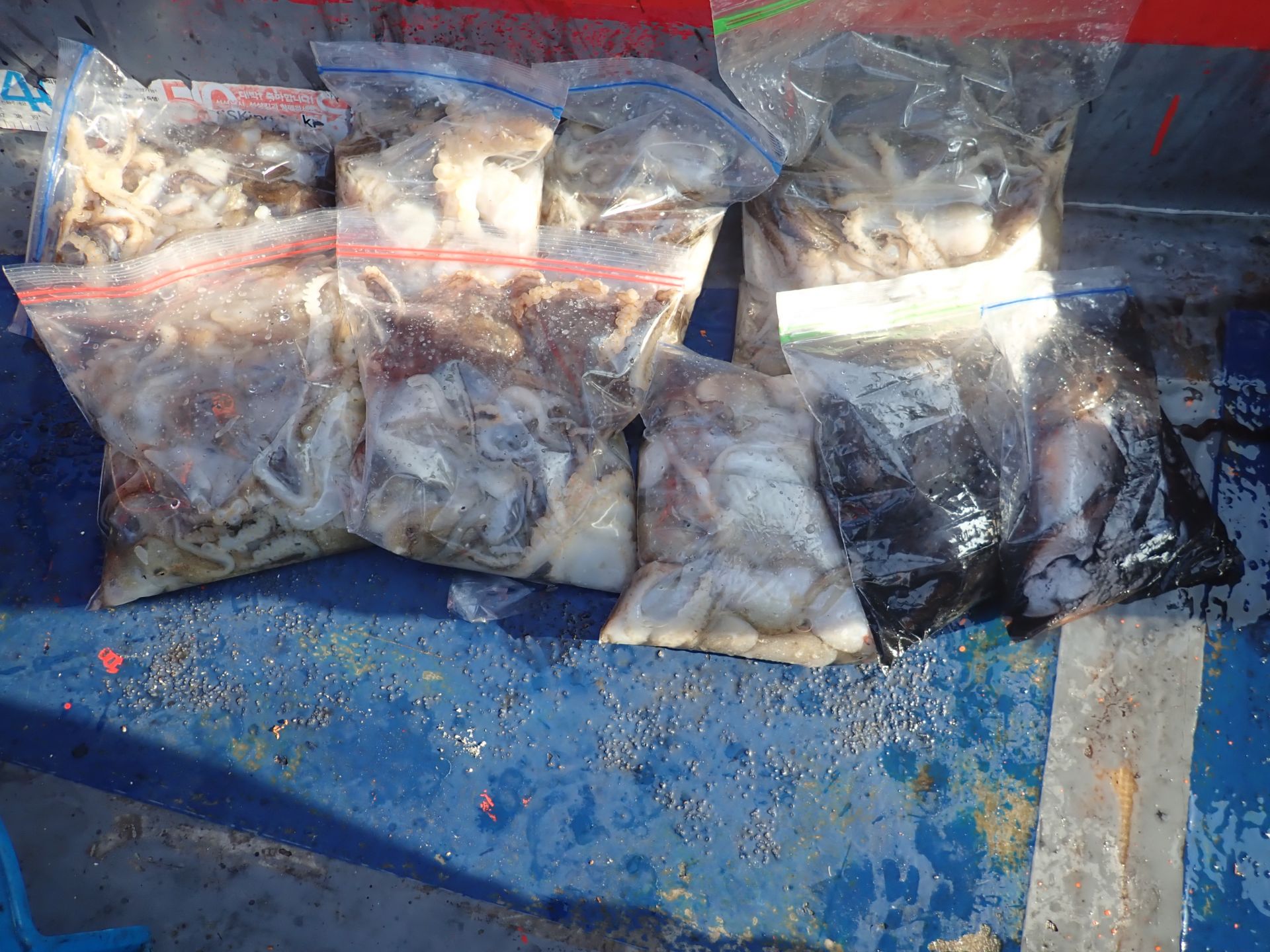 2019년10월11일 주꾸미출조