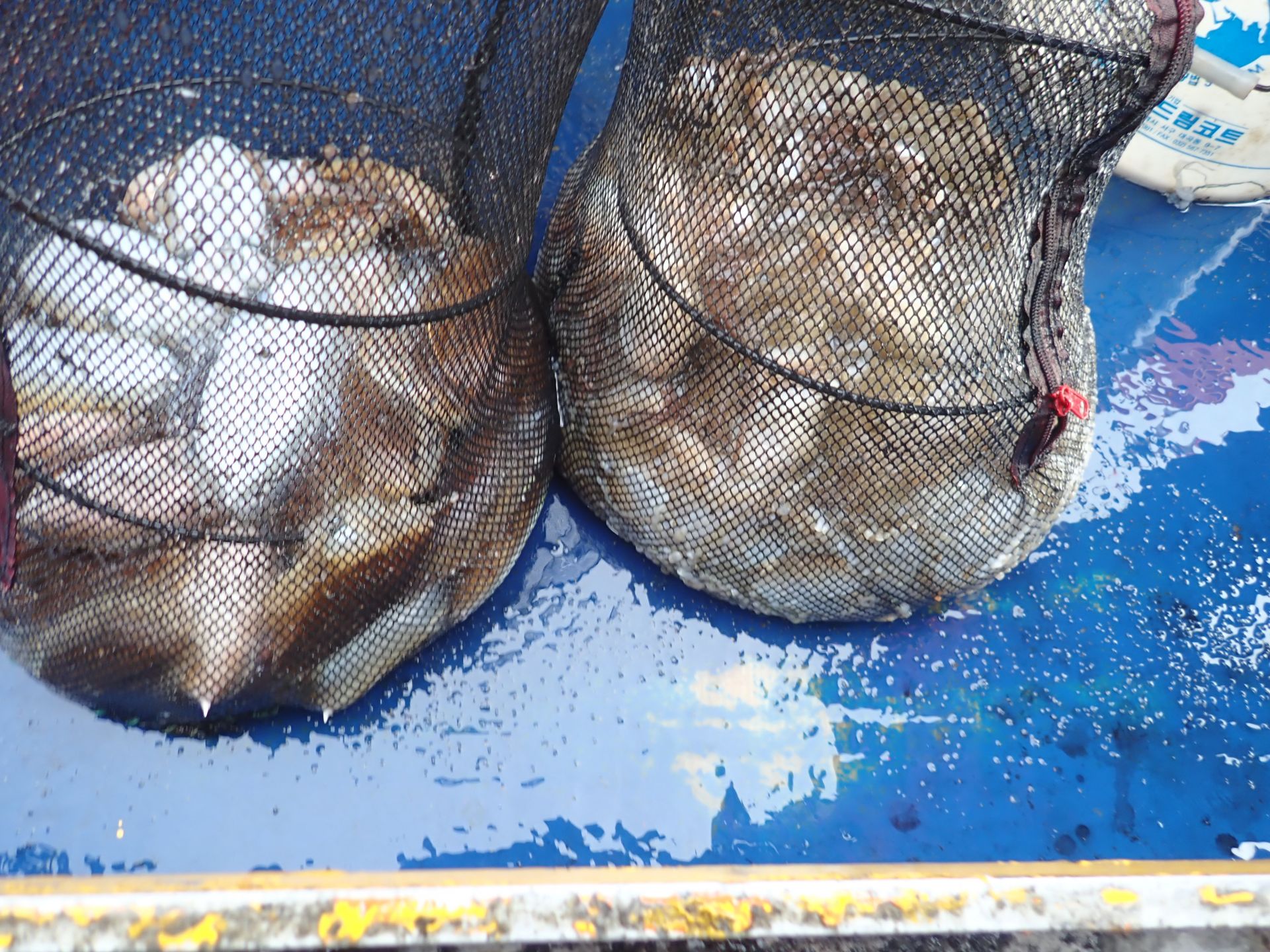 2019년10월16일 주꾸미출조