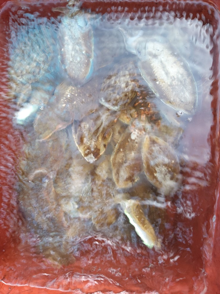 해상1호 10월24일 주꾸미출조