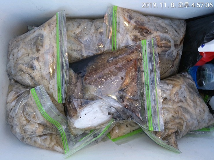 해상1호 11월8일 주꾸미출조