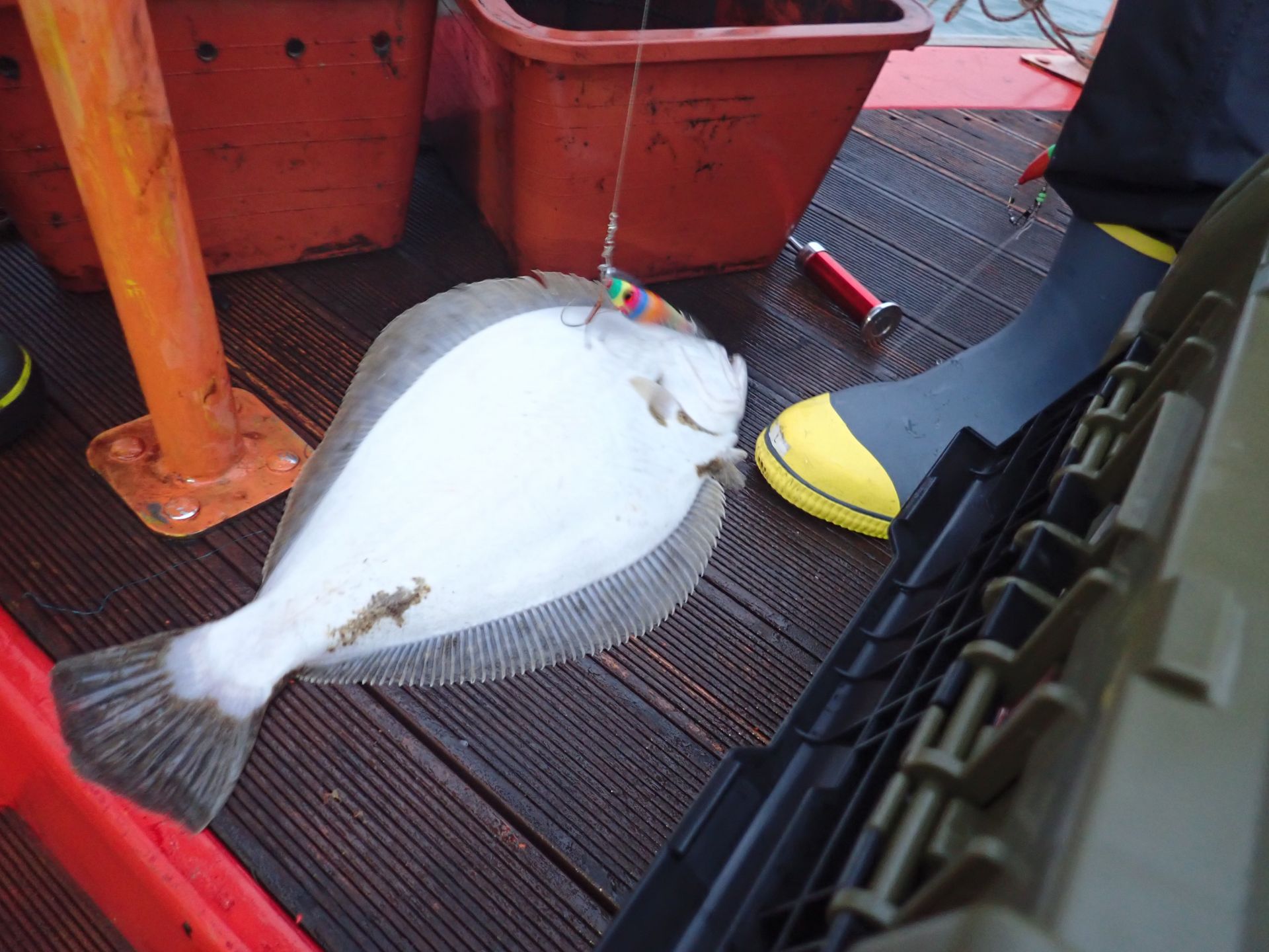 2019년11월17일 주꾸미출조