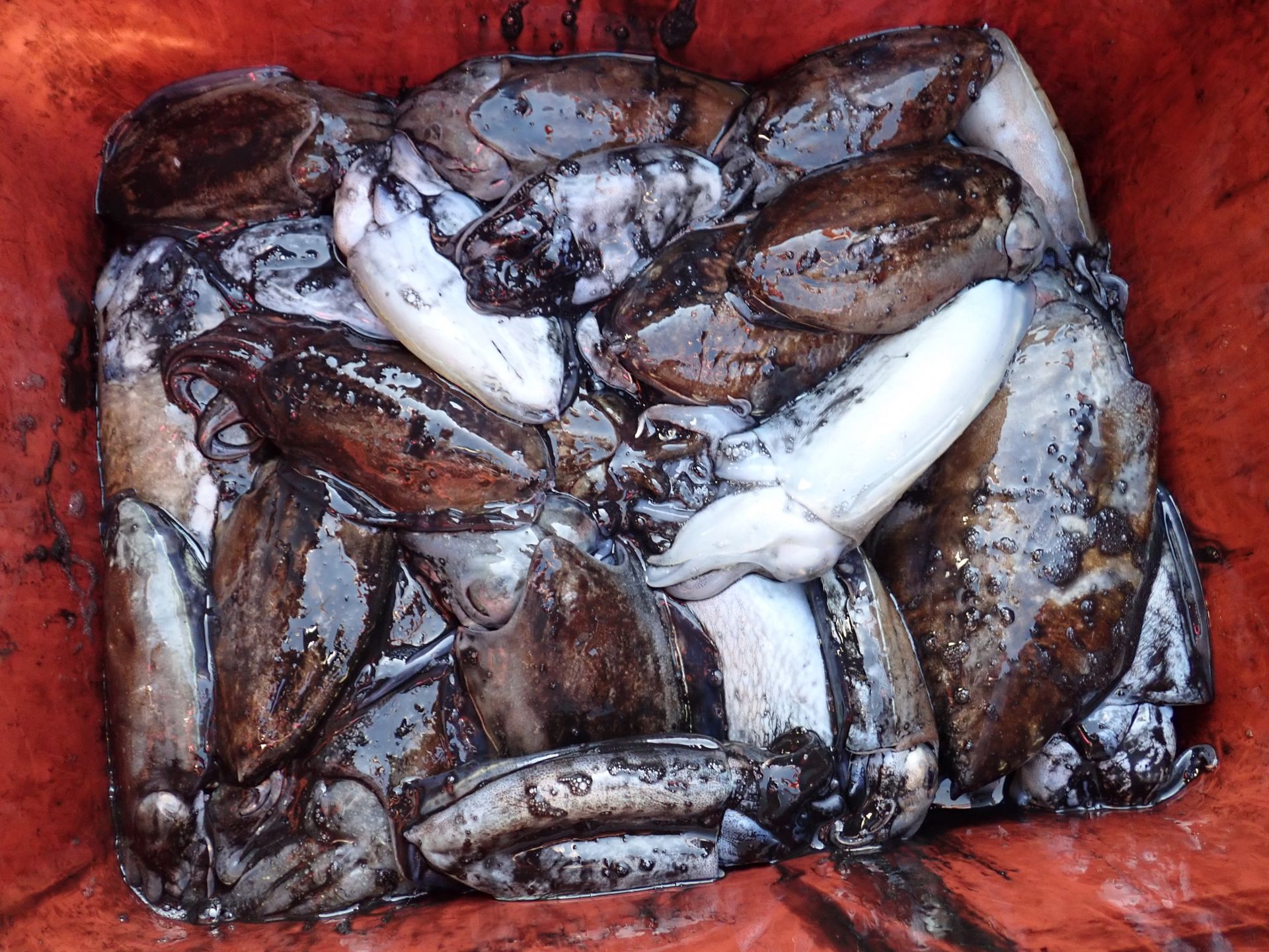 2019년11월01일 주꾸미출조