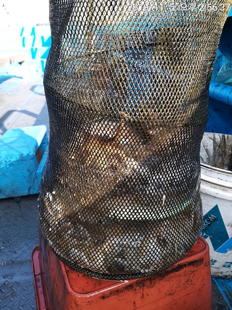 해상1호 11월05일 주꾸미출조