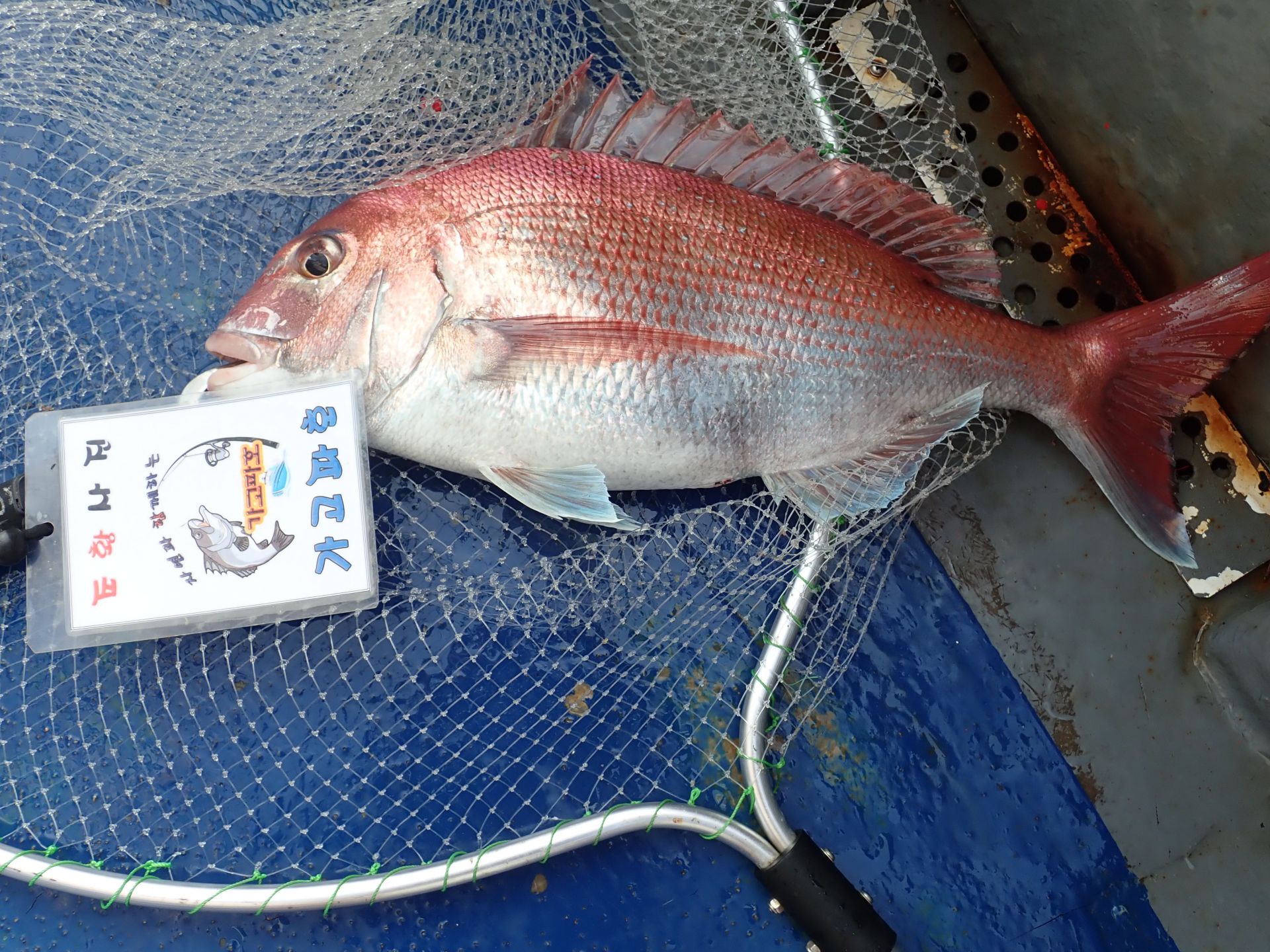 2020년06월23일 참돔출조