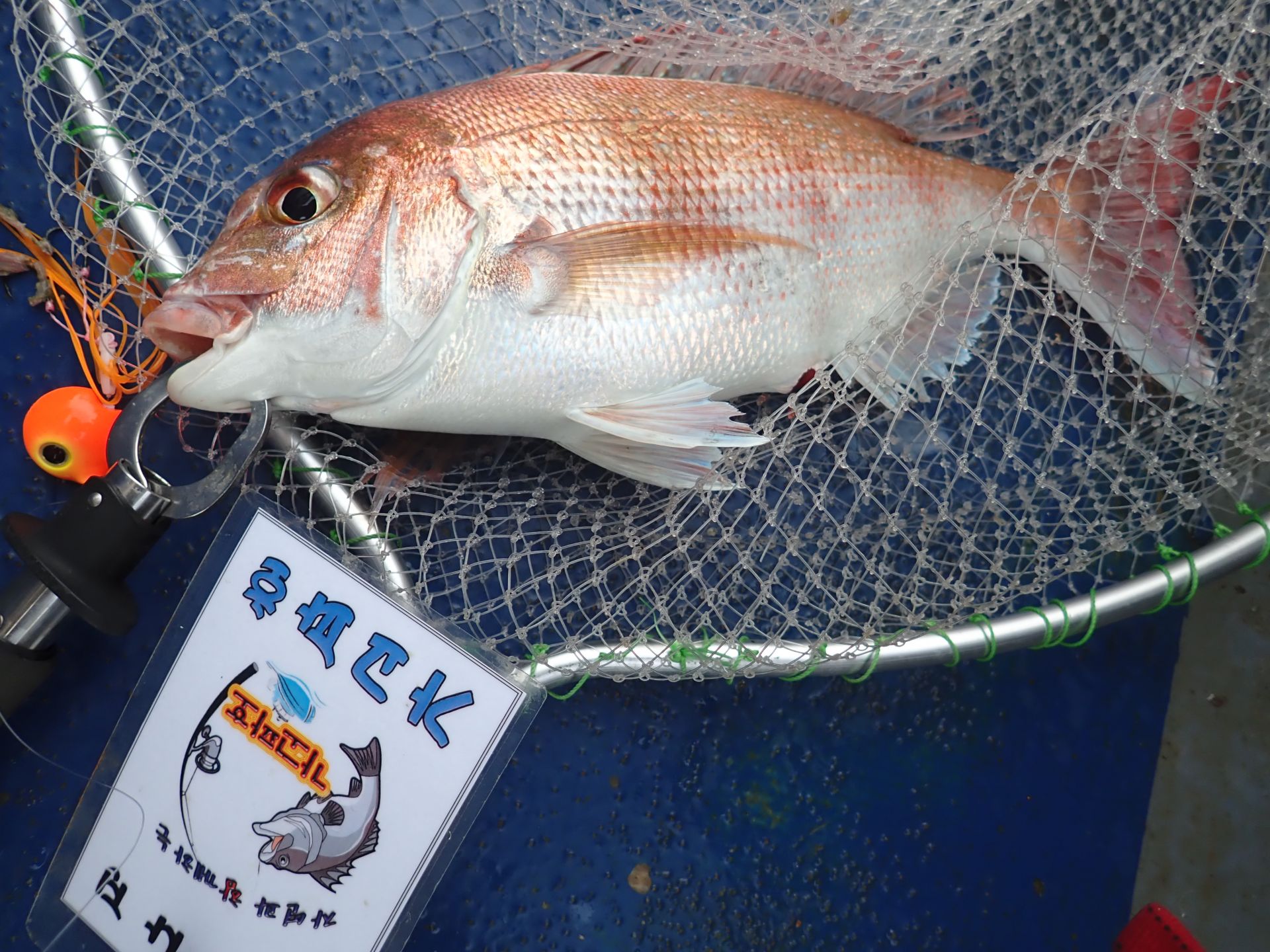 2020년06월10일 참돔