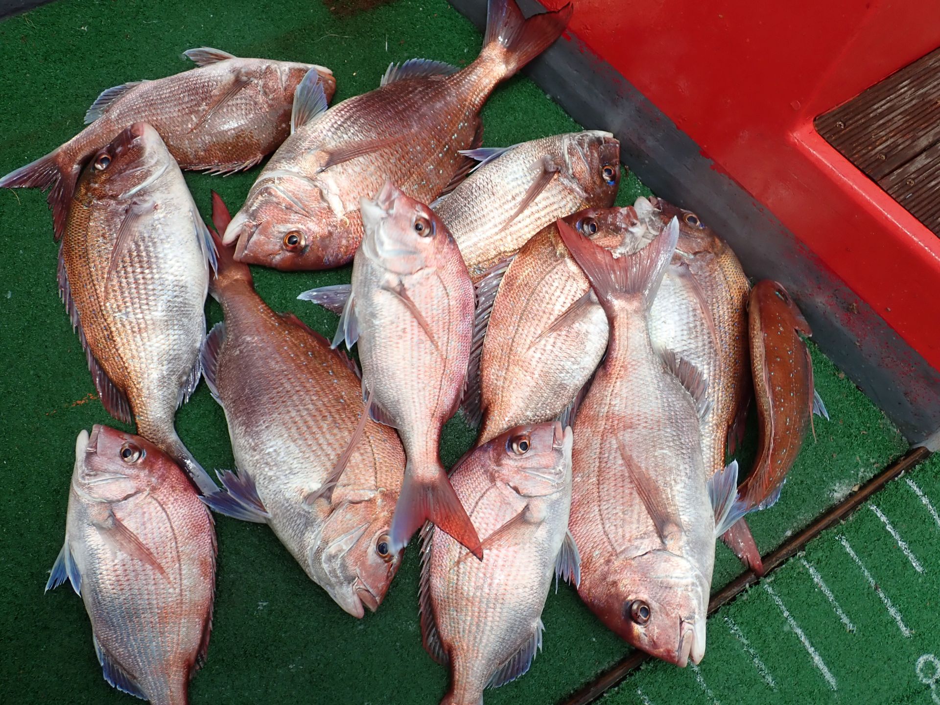 2020년06월26일 참돔출조