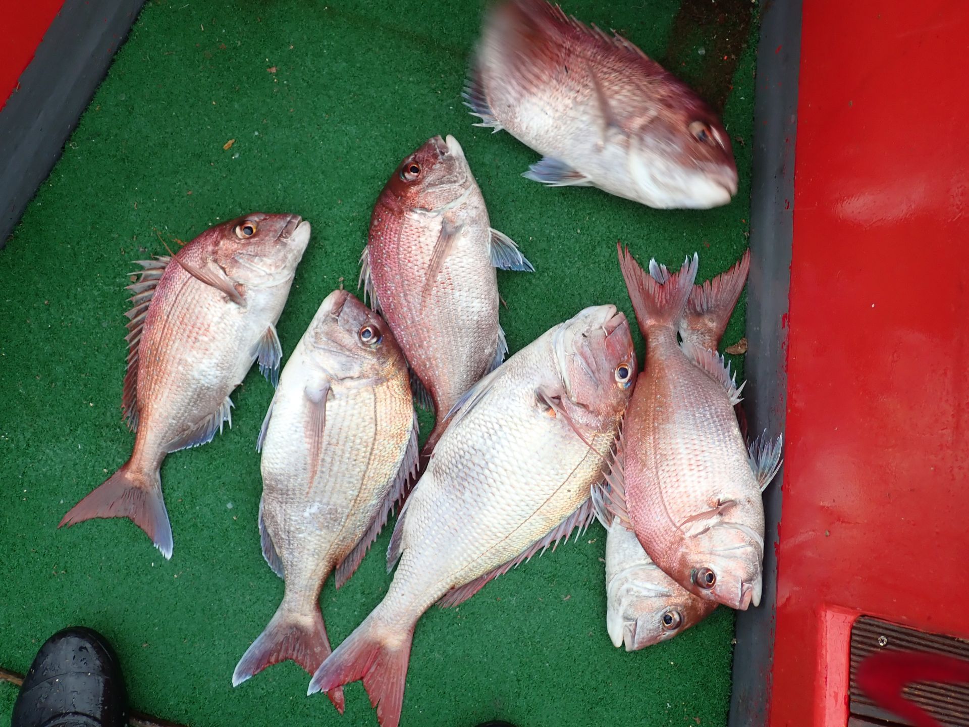 2020년07월12일 참돔출조