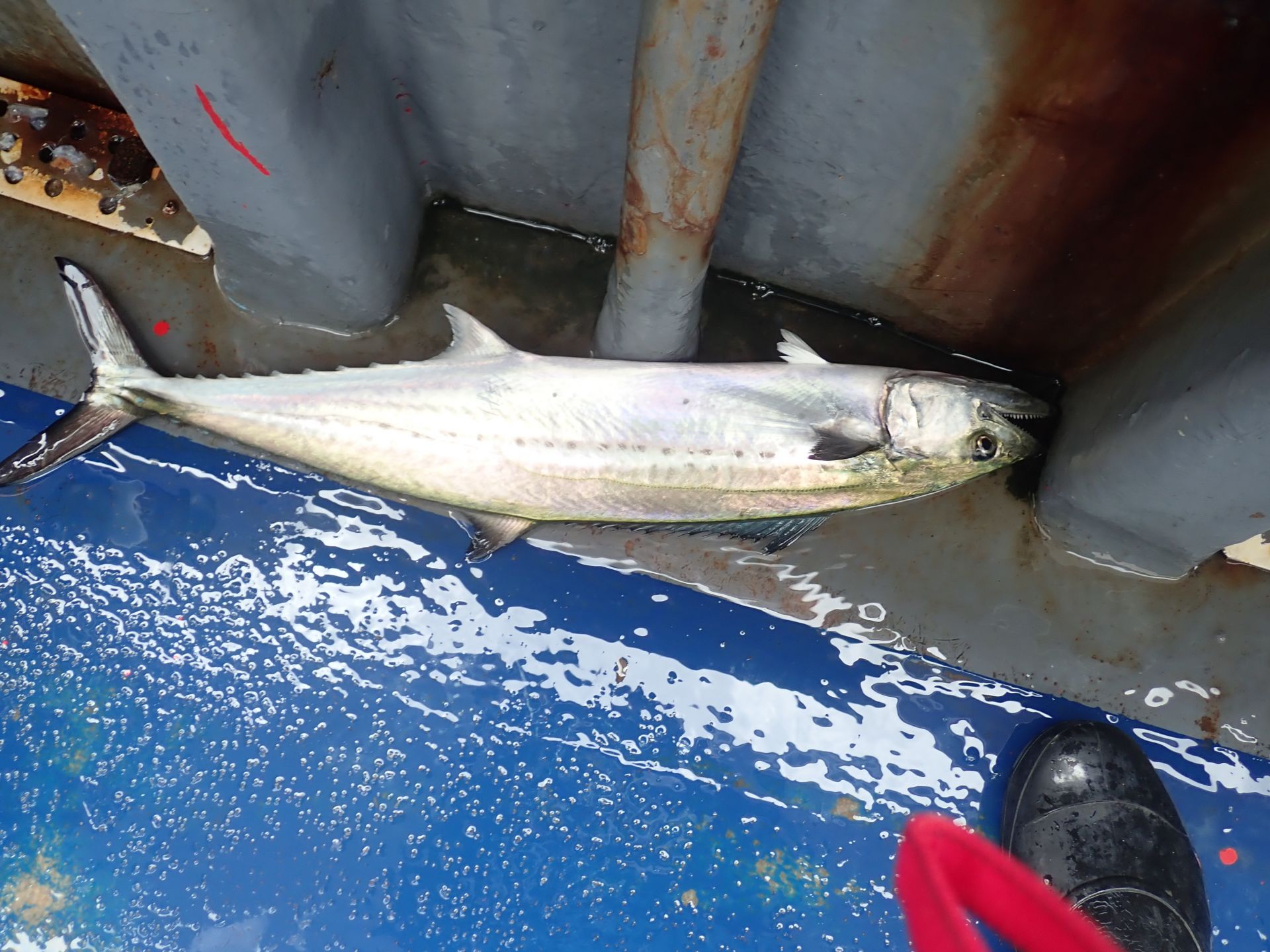 2020년07월31일 백조기출조