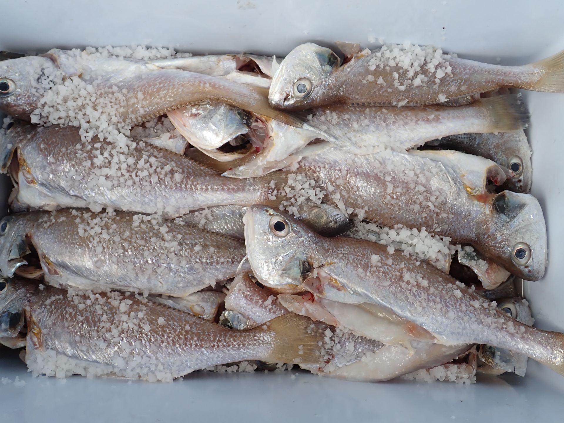 2020년07월11일 백조기출조