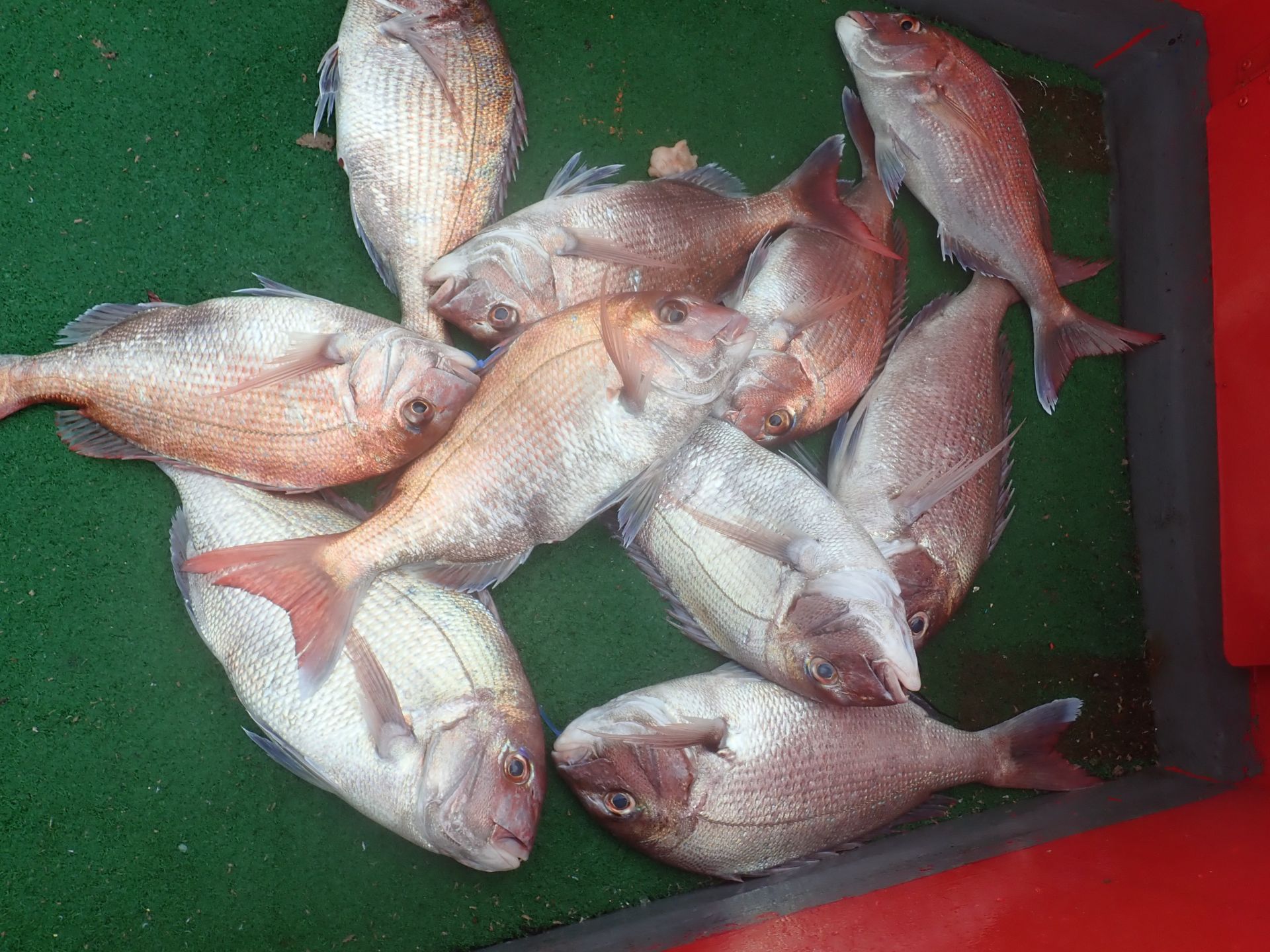 2020년07월19일 참돔출조