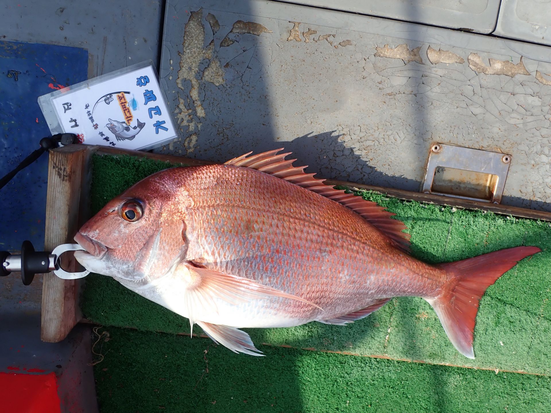 2020년07월21일 참돔출조