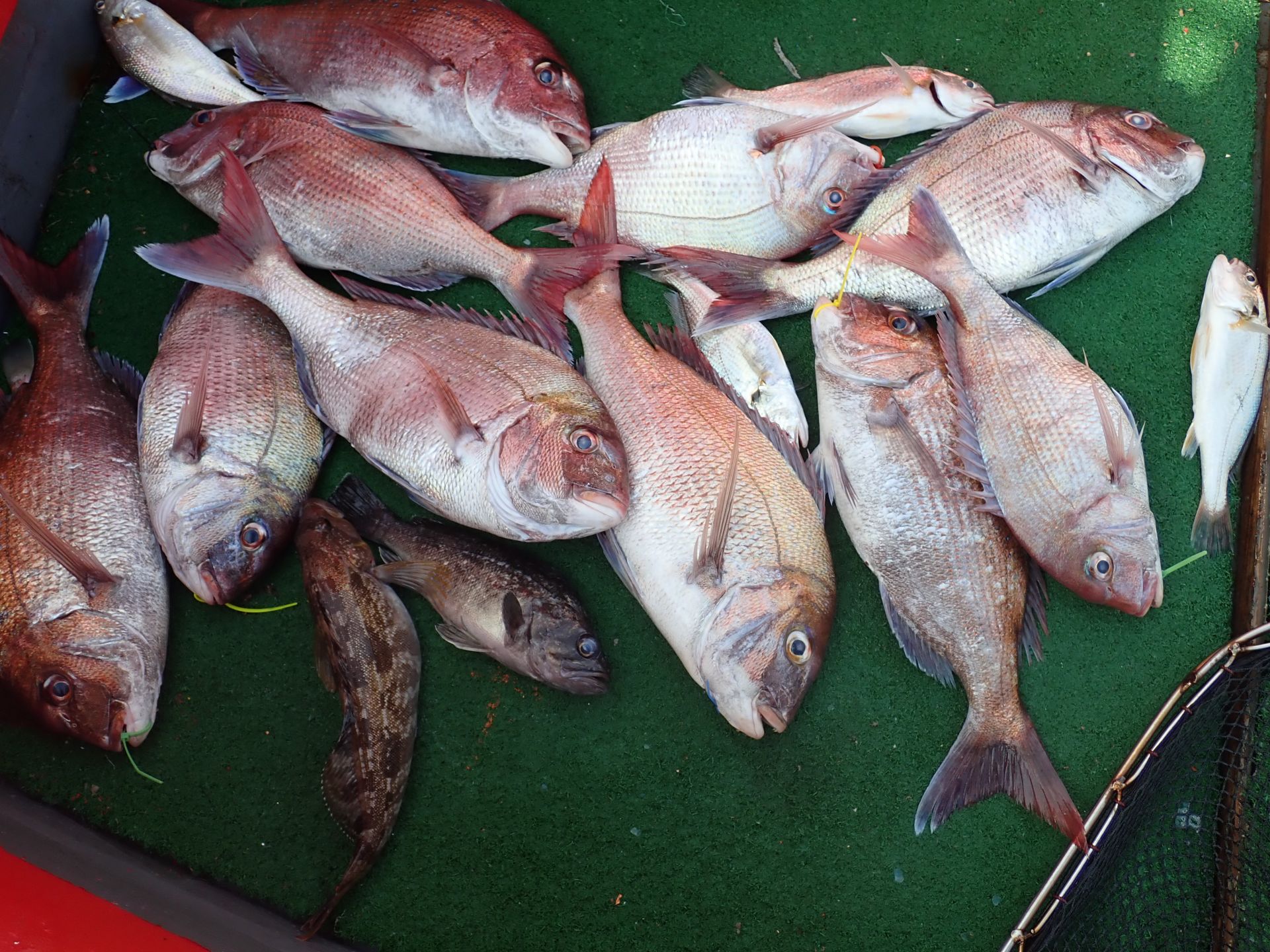 2020년07월04일 참돔출조