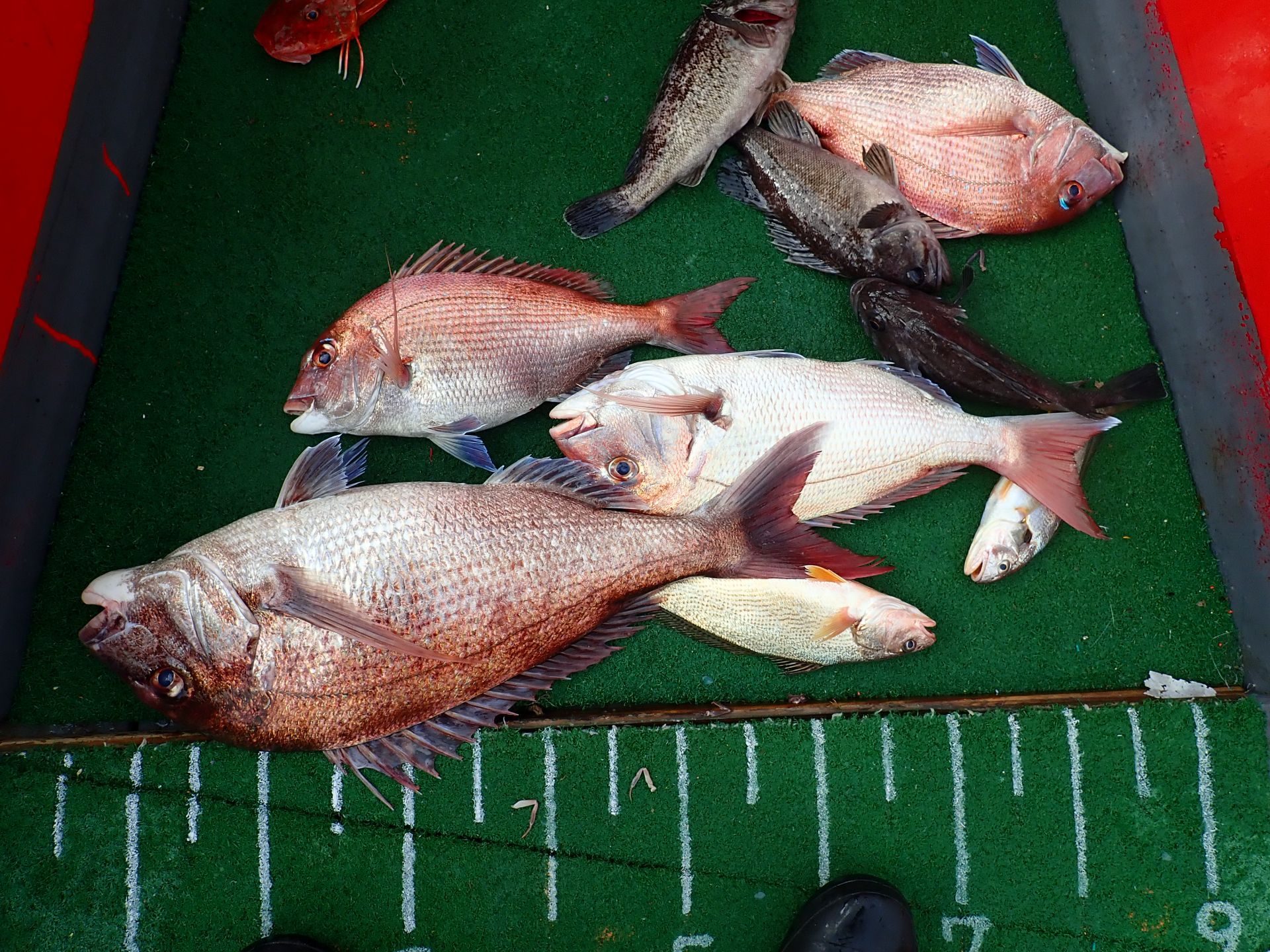 2020년08월22일 참돔출조