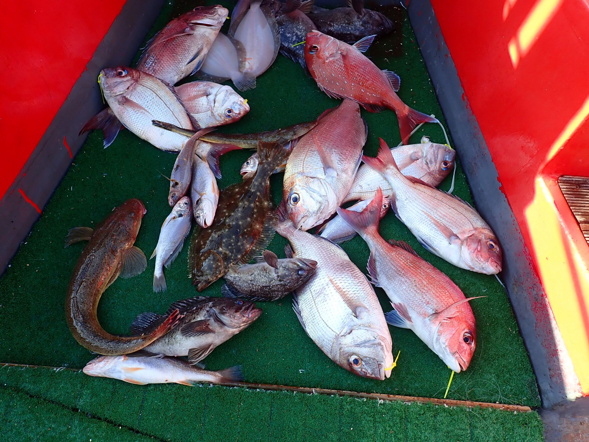 2020년08월17일 참돔출조