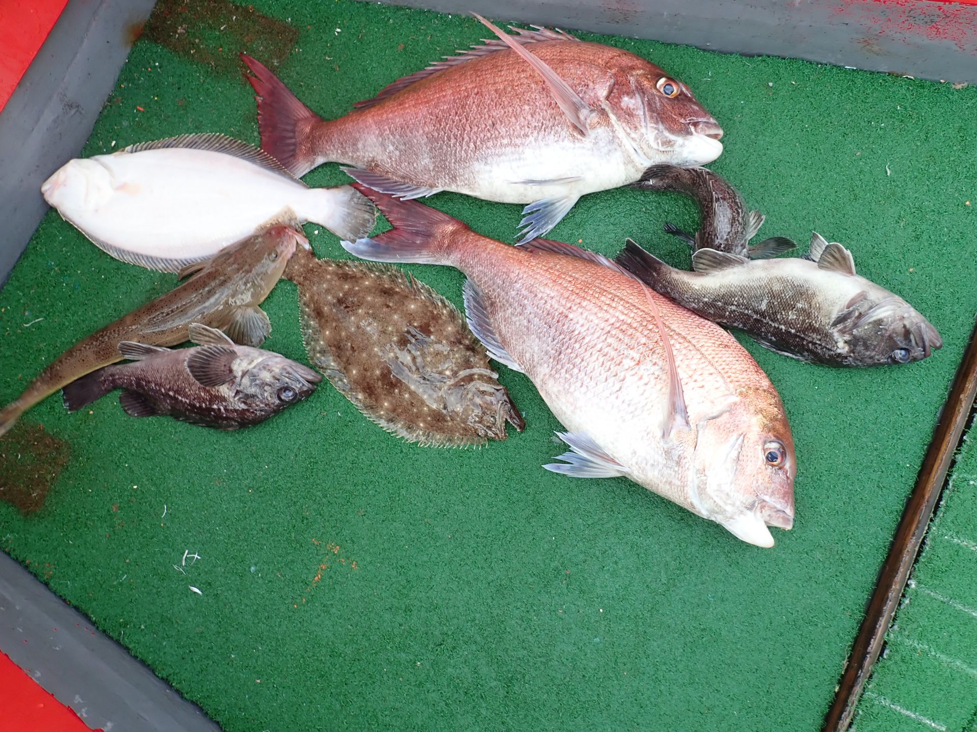 2020sus08월29일 다운샷출조