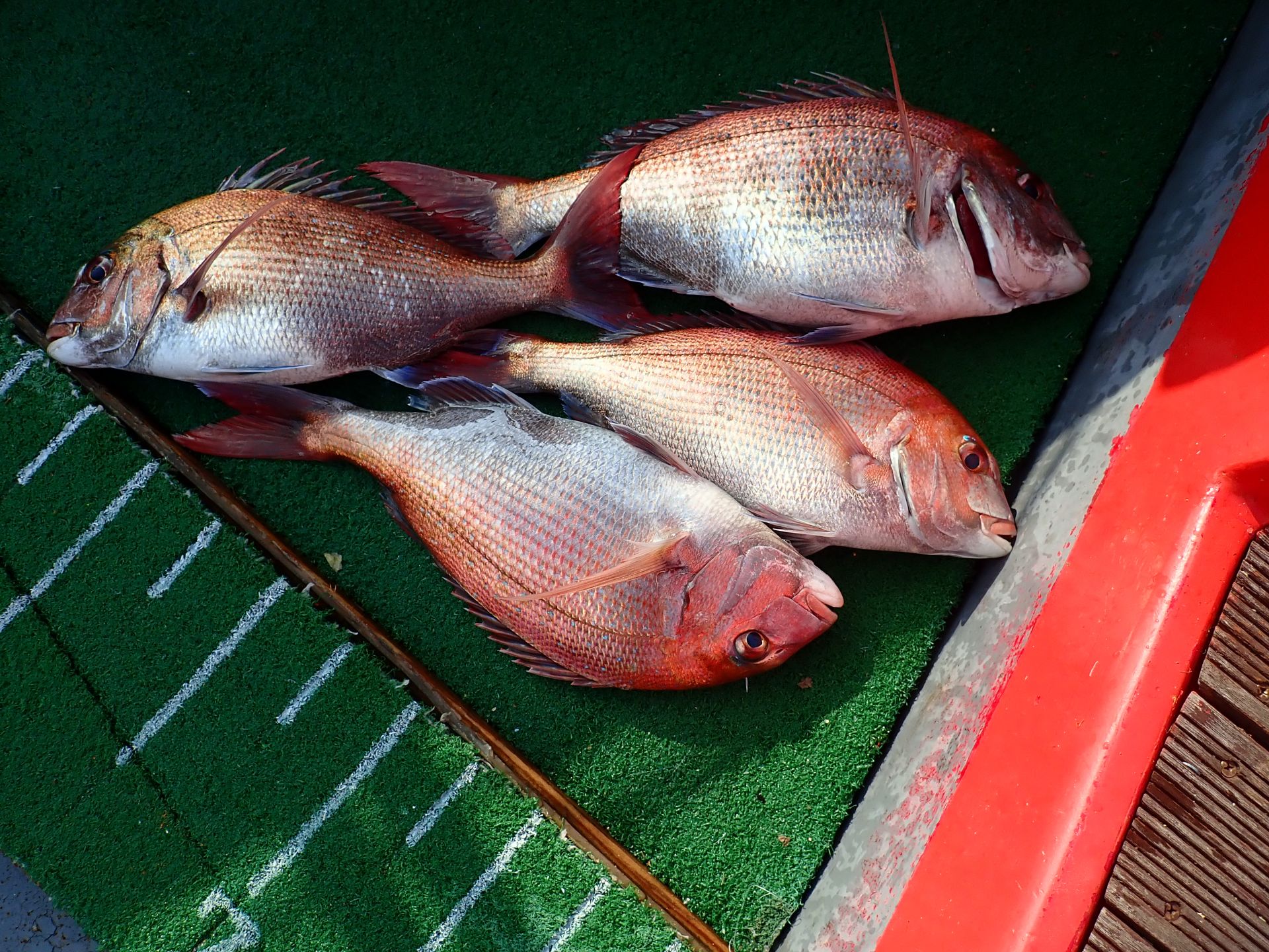 2020년08월21일 참돔출조