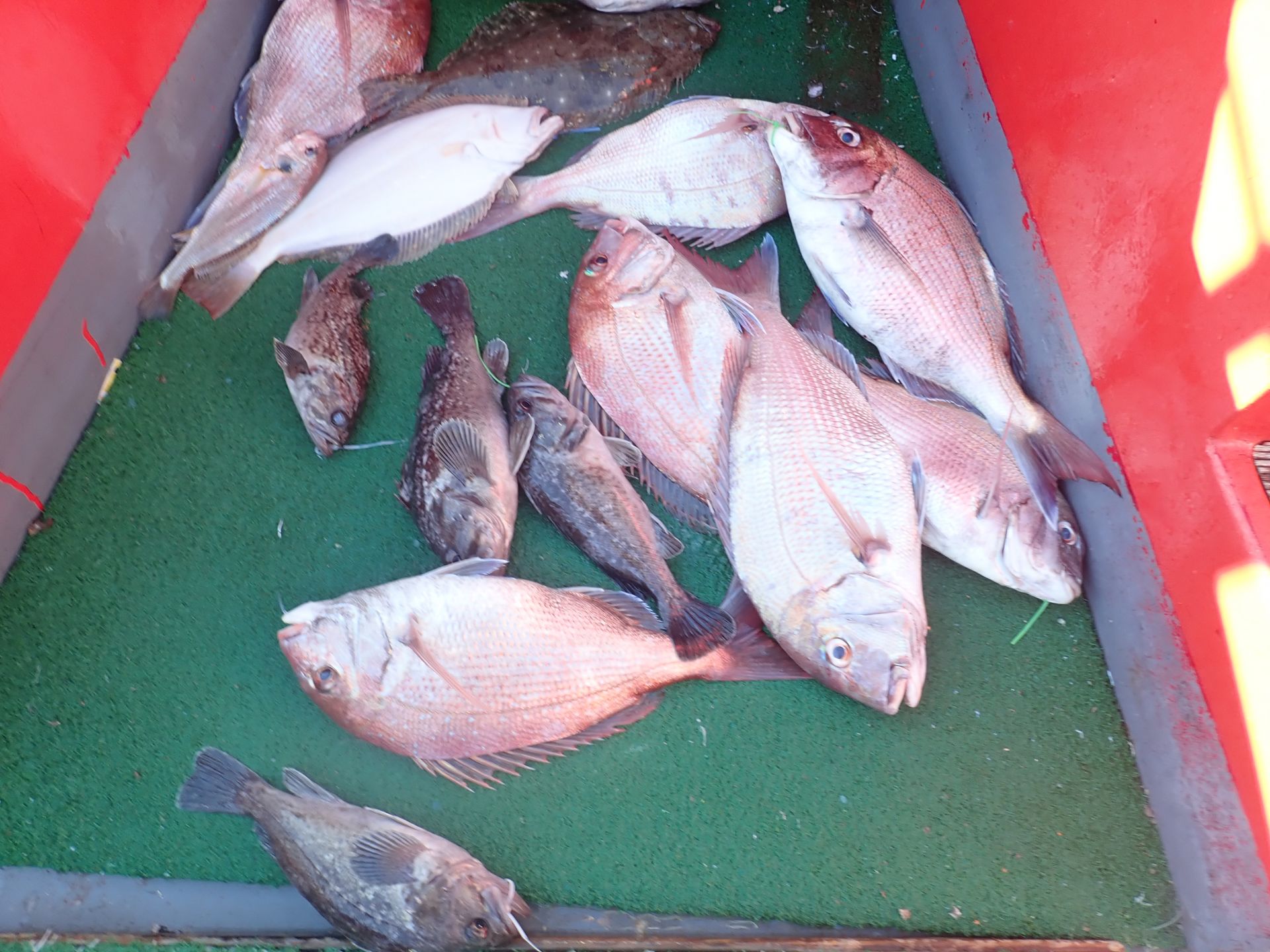 2020년08월30일 참돔출조