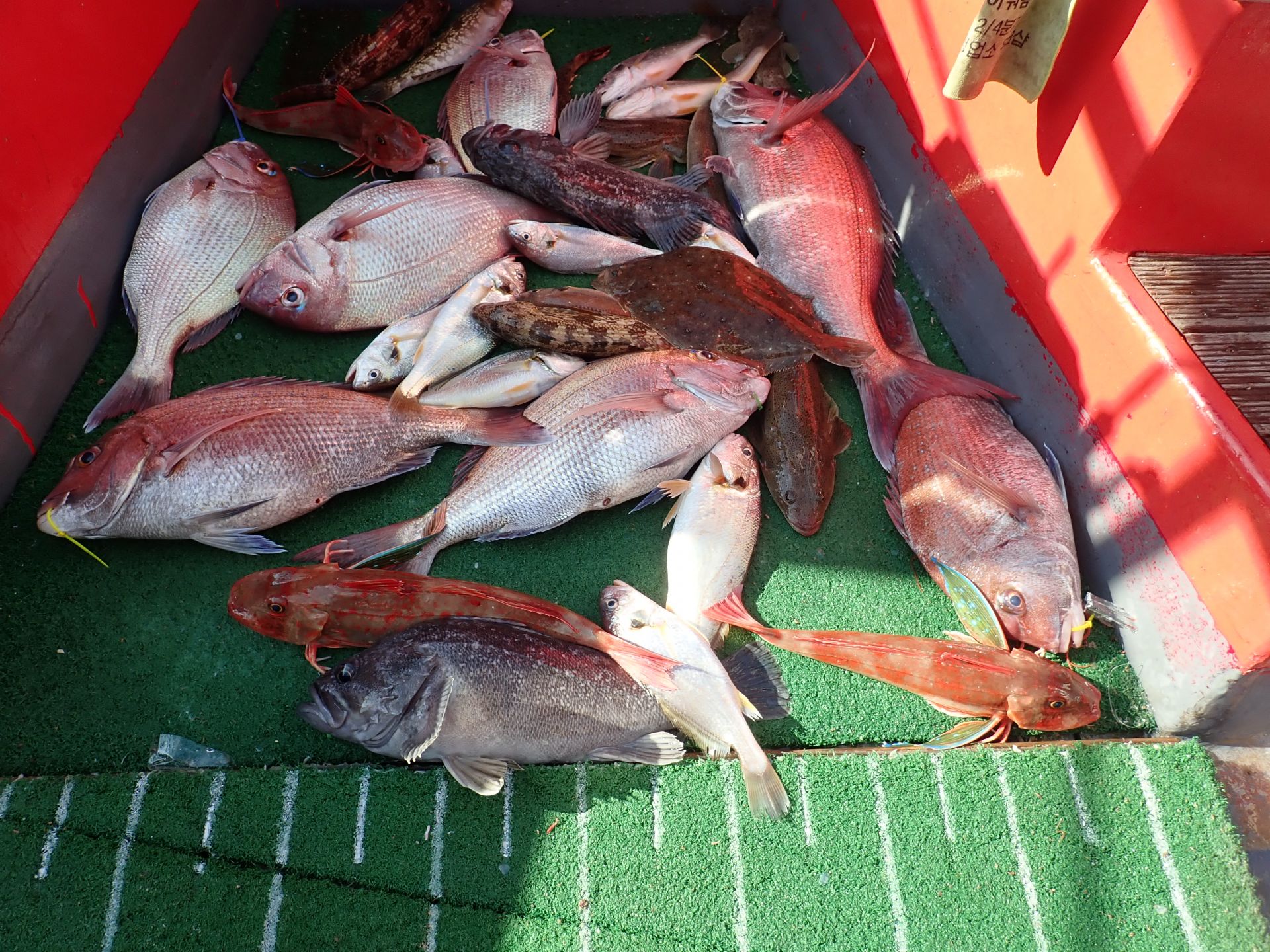 2020년08월23일 참돔출조