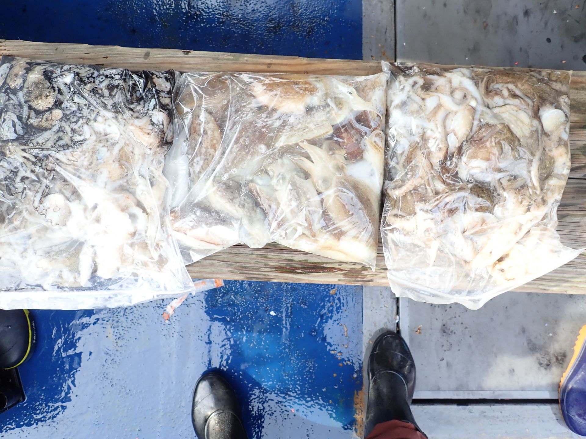 2020년09월29일 주꾸미출조