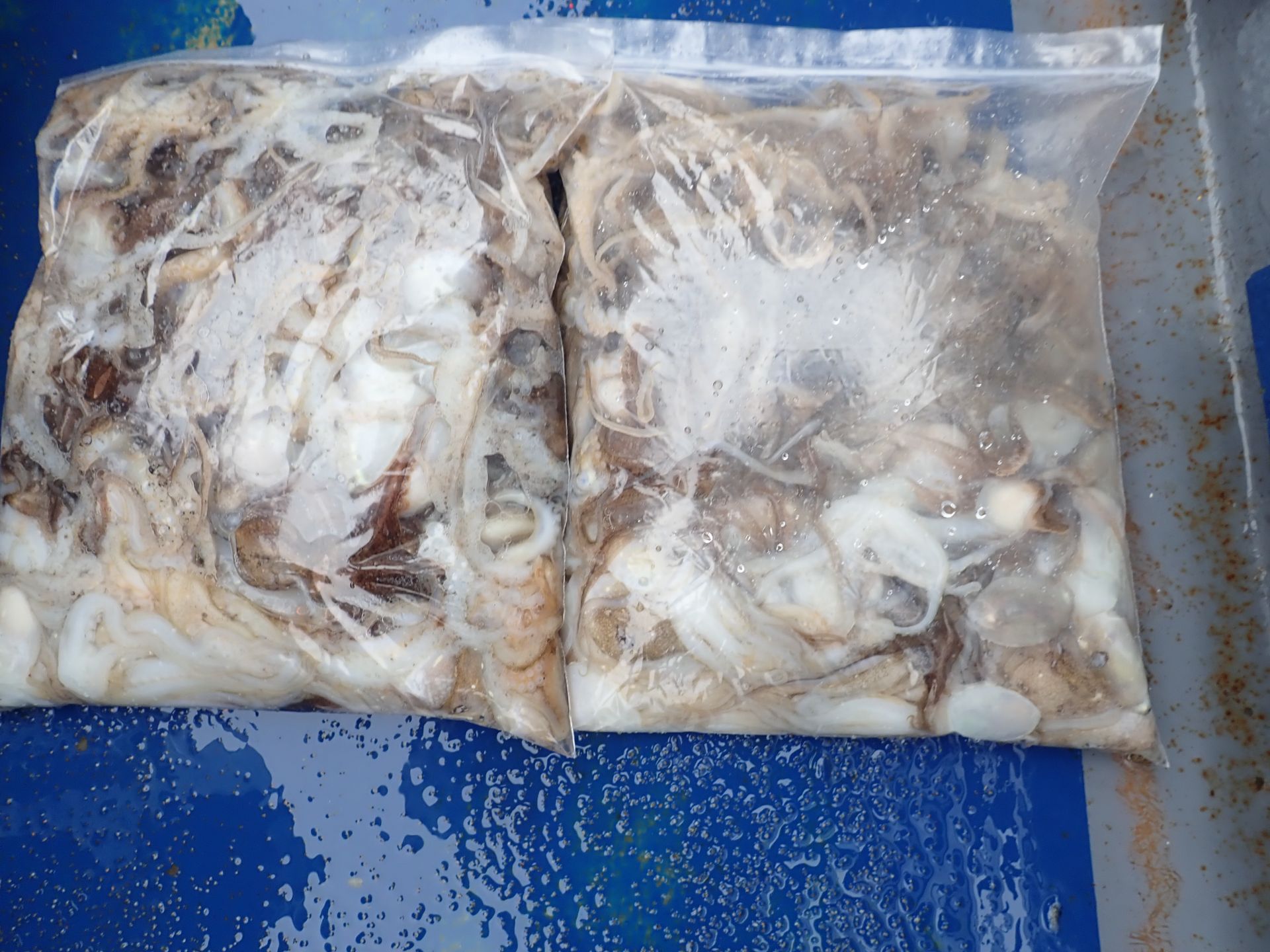 2020년09월12일 주꾸미출조