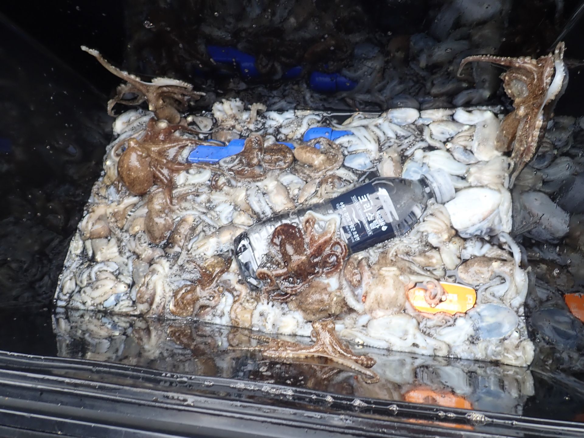 2020년09월06일 주꾸미출조