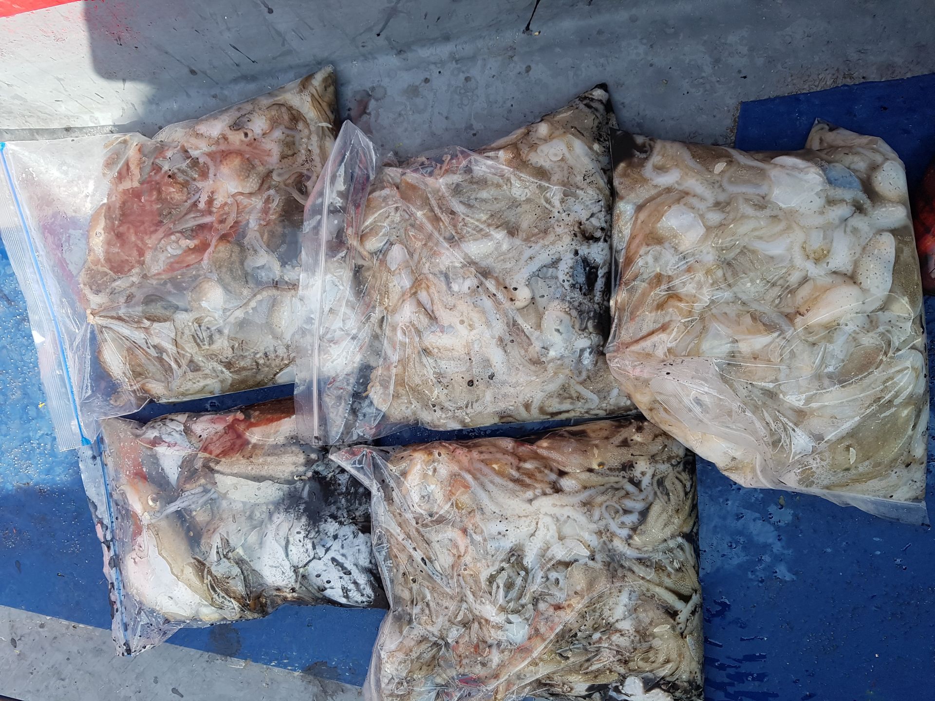 2020녕09월24일 주꾸미출조