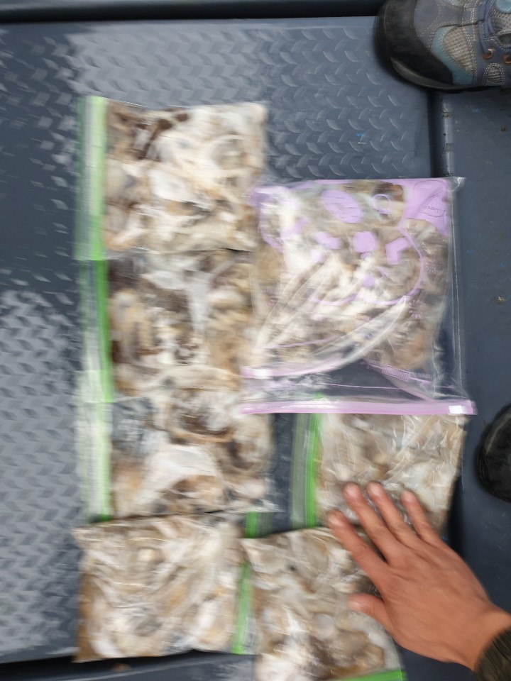 2020년9월11일 해상1호 주꾸미출조